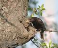 Sturnus_vulgaris_d61