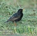 Sturnus_vulgaris_da5149