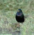 Sturnus_vulgaris_da5150