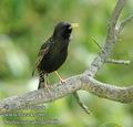 Sturnus_vulgaris_da5968