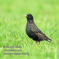 Sturnus_vulgaris_ea2602