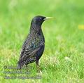 Sturnus_vulgaris_ea2609