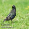 Sturnus_vulgaris_ea2614