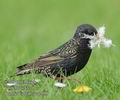 Sturnus_vulgaris_ea2619