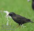 Sturnus_vulgaris_ea2627