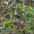 Sturnus_vulgaris_eb4514