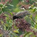 Sturnus_vulgaris_eb4546