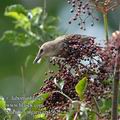 Sturnus_vulgaris_eb4569