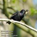 Sturnus_vulgaris_ec8549