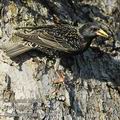 Sturnus_vulgaris_ec8818