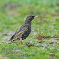 Sturnus_vulgaris_ee3643