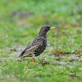 Sturnus_vulgaris_ee3644