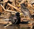 Sturnus_vulgaris_fg1948