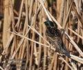 Sturnus_vulgaris_fg1961