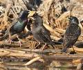 Sturnus_vulgaris_fg1970