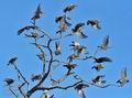 Sturnus_vulgaris_h3007