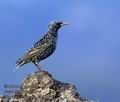 Sturnus_vulgaris_k8379