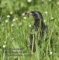 Sturnus_vulgaris_mc3909