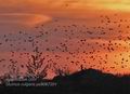 Sturnus_vulgaris_pa9067201
