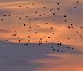 Sturnus_vulgaris_pa9067202