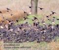 Sturnus_vulgaris_pa9077269