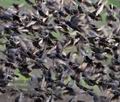 Sturnus_vulgaris_pa9097298