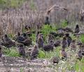 Sturnus_vulgaris_pa9097355