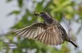 Sturnus_vulgaris_pe8568