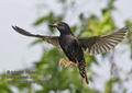 Sturnus_vulgaris_pe8573