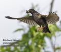 Sturnus_vulgaris_pe8624