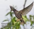 Sturnus_vulgaris_pe8625