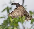 Sturnus_vulgaris_pe8628