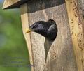 Sturnus_vulgaris_pf0346