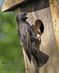 Sturnus_vulgaris_pf0347