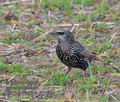 Sturnus_vulgaris_rb3878