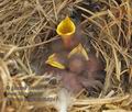 Sturnus_vulgaris_rb5241