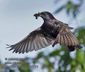 Sturnus_vulgaris_rb8762