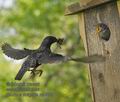 Sturnus_vulgaris_rc0503