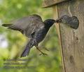 Sturnus_vulgaris_rc0504