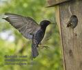 Sturnus_vulgaris_rc0505