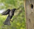 Sturnus_vulgaris_rc0508