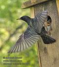 Sturnus_vulgaris_rc0554