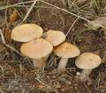 Suillus_bovinus_a5817