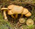 Suillus_bovinus_a5862