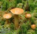 Suillus_bovinus_ac4175