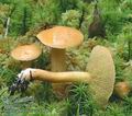 Suillus_bovinus_ac4179