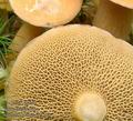 Suillus_bovinus_ac4183