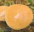 Suillus_bovinus_ac4193