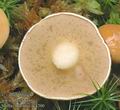 Suillus_bovinus_ac4200