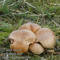 Suillus_bovinus_am1398